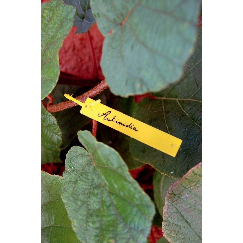 TREE LABEL 1,7cm