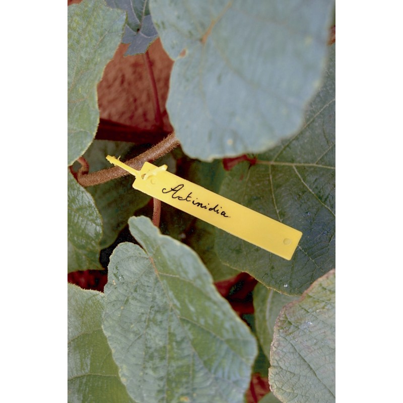 TREE LABEL 1,7cm
