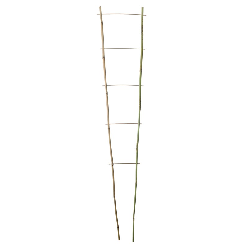 ECHELLE BAMBOO