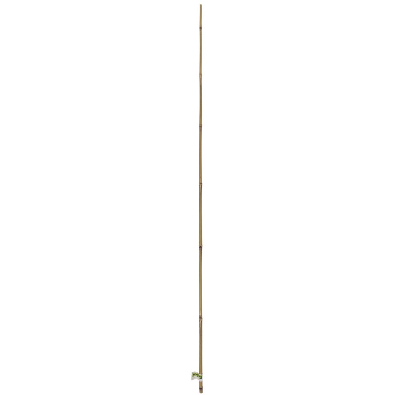 BAMBOO