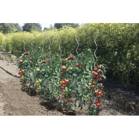 TOMATO SPIRAL