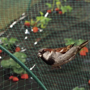 BIRDNET