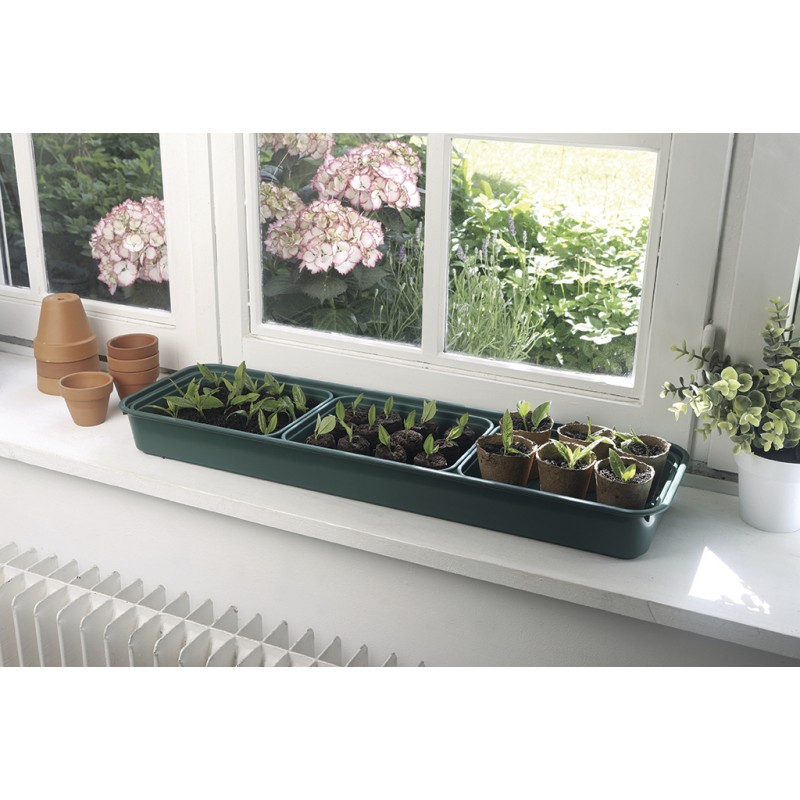 RAPID GROW WINDOW