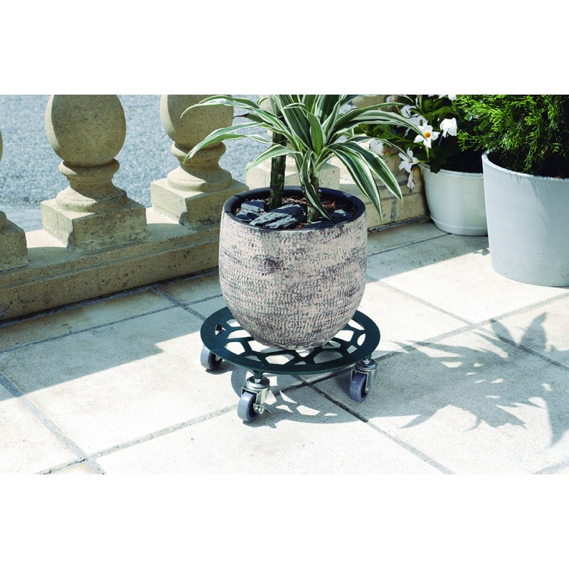 FLORA ROLL STONE