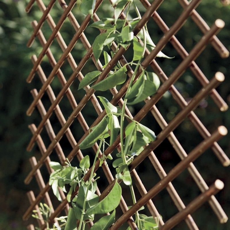 TRELLIWILLOW