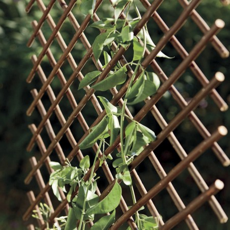 TRELLIWILLOW
