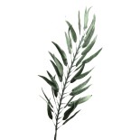TIGE FLEUR PAOLA VERT