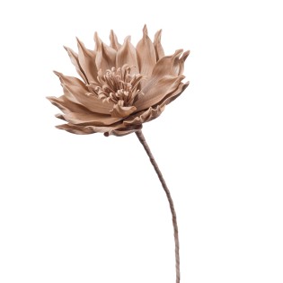 FLEUR SACHA CHAMPAGNE H76