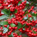 BUISSON ARDENT - PYRACANTHA