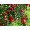 IF - TAXUS BACCATA
