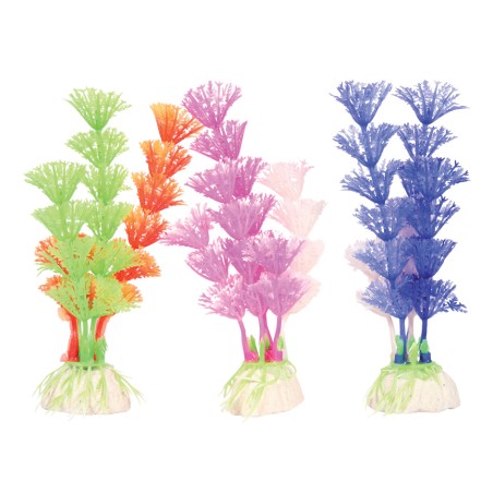 PLANTE COLOR PLANT