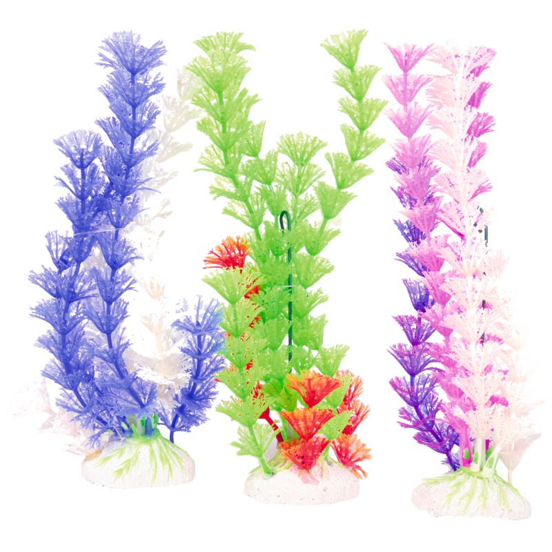 PLANTE COLOR PLANT