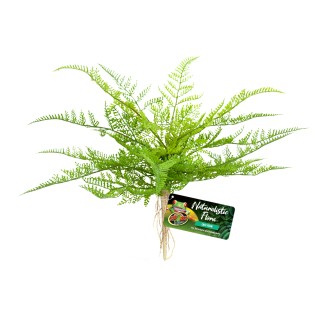 DECOR LACE FERN BU-62E