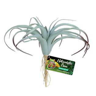 DECOR TILLANDSIA BU-64E