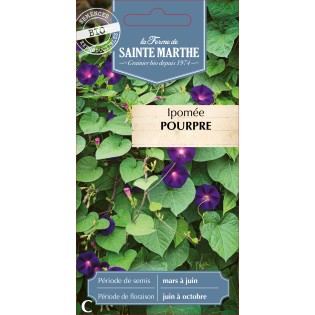 IPOMEE POURPRE BIO