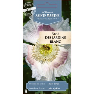 PAVOT DES JARDINS BLANC BIO