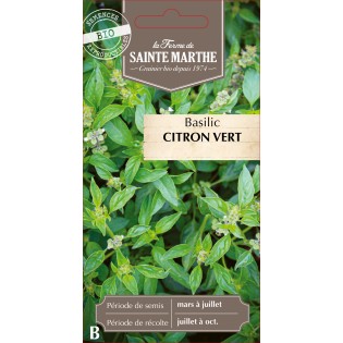 BASILIC CITRON VERT BIO
