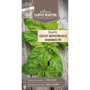 BASILIC GEANT MONSTRUEUX MAMMOUTH BIO