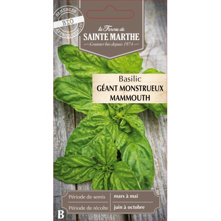BASILIC GEANT MONSTRUEUX MAMMOUTH BIO