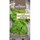 BASILIC GEANT MONSTRUEUX MAMMOUTH BIO