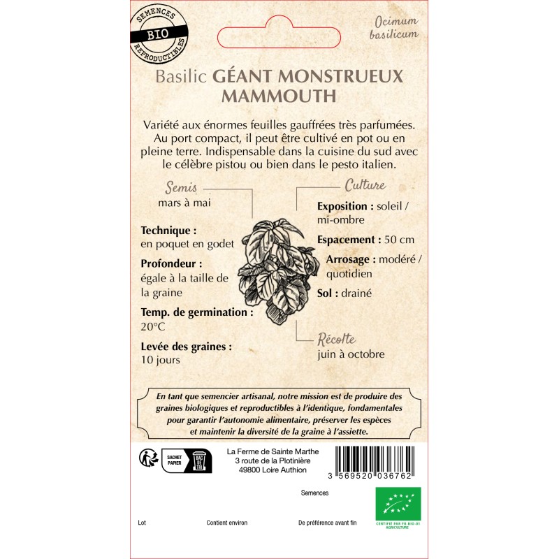 BASILIC GEANT MONSTRUEUX MAMMOUTH BIO