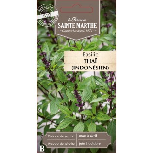 BASILIC THAI OU INDONESIEN BIO