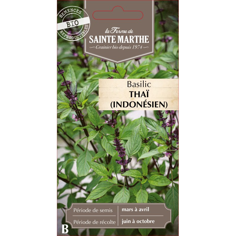 BASILIC THAI OU INDONESIEN BIO