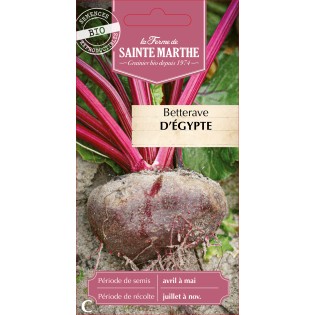 BETTERAVE POTAGERE D'EGYPTE BIO