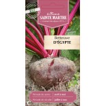 BETTERAVE POTAGERE D'EGYPTE BIO