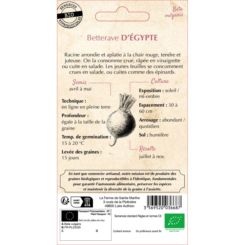 BETTERAVE POTAGERE D'EGYPTE BIO