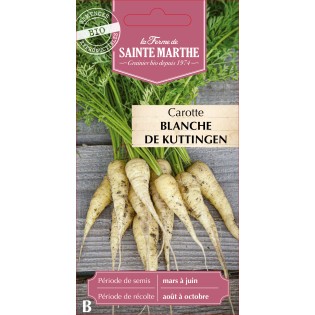 CAROTTE BLANCHE DE KUTTINGEN BIO