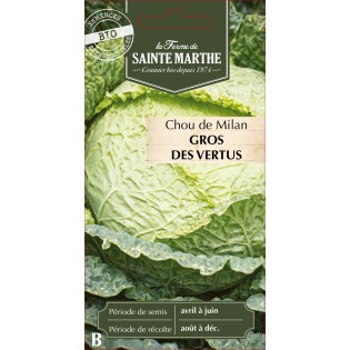 CHOU MILAN GROS DES VERTUS BIO
