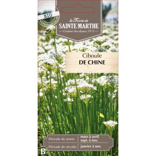 CIBOULE DE CHINE BIO