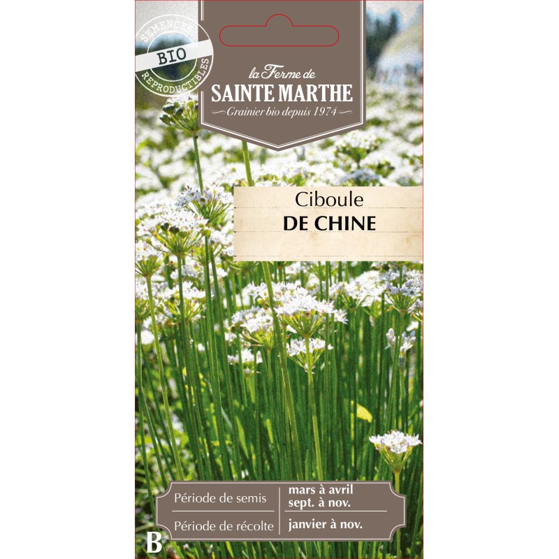 CIBOULE DE CHINE BIO