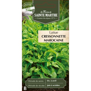 LAITUE CRESSONNETTE MAROCAINE BIO