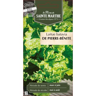LAITUE BATAVIA DE PIERRE BENITE BIO