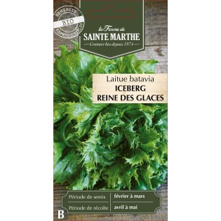 LAITUE BATAVIA REINE DES GLACES BIO