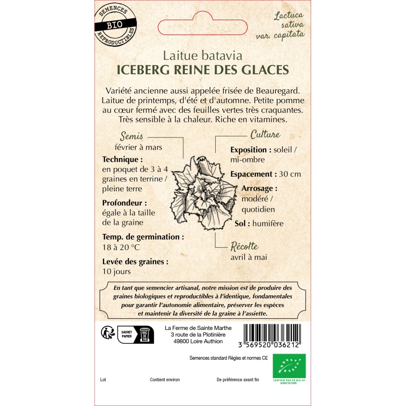 LAITUE BATAVIA REINE DES GLACES BIO