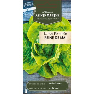 LAITUE POMMEE REINE DE MAI BIO