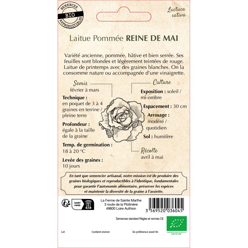 LAITUE POMMEE REINE DE MAI BIO