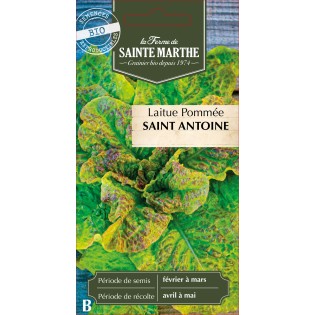 LAITUE POMMEE SAINT ANTOINE BIO