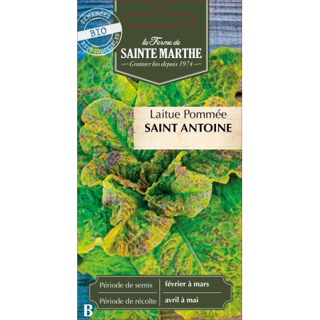 LAITUE POMMEE SAINT ANTOINE BIO