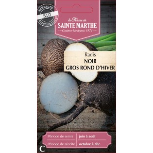 RADIS RAVE NOIR GROS RD D'HIVER BIO