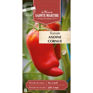 TOMATE ANDINE CORNUE DES ANDES BIO