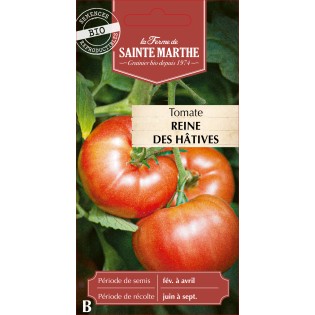 TOMATE REINE DES HATIVES BIO