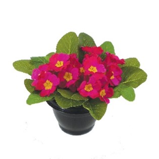 COUPE H20DM27CM COULEURS MELANGEES