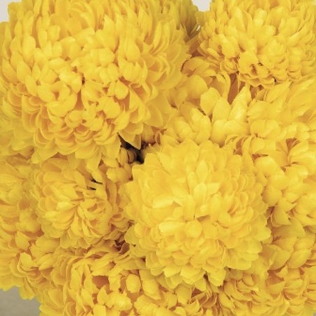 COUPE CHRYSANTHEME PM 14 TETE