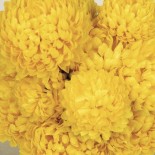 COUPE CHRYSANTHEME PM 14 TETE