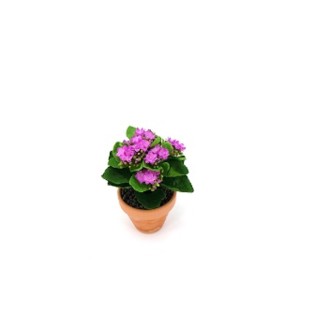 KALANCHOE POT TERRE  H23 DM17CM