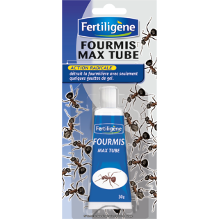 Fourmis tube 20g